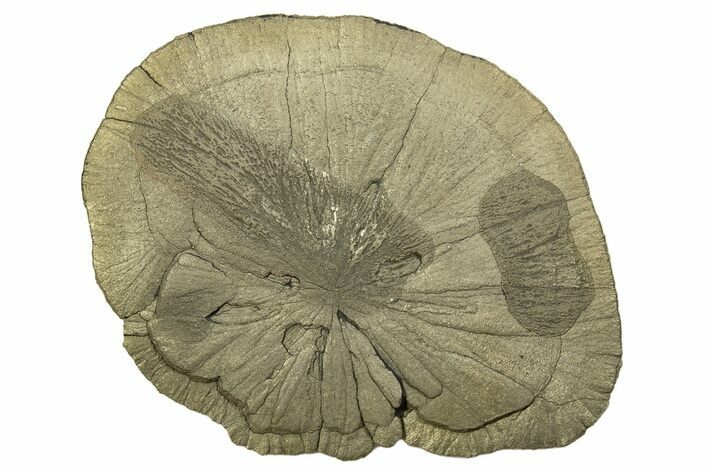 Large, Pyrite Sun - Sparta, Illinois #315843